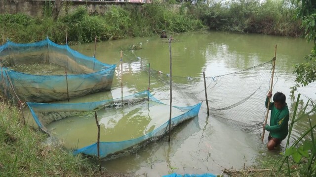 เกษตรกรพิจิตรเร่งจับปลาหนีน้ำท่วม
