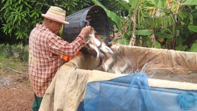 เกษตรกรพิจิตรเร่งจับปลาหนีน้ำท่วม