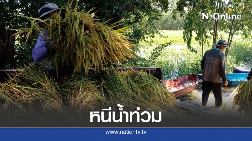 เร่งเกี่ยวข้าวหนีน้ำท่วม เร่งเกี่ยวข้าวหนีน้ำท่วม