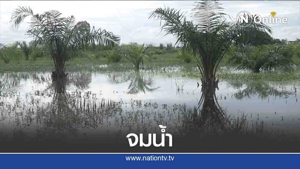 น้ำเอ่อท่วมสวนอินทผาลัม-เร่งเปิดประตูระบายน้ำ น้ำเอ่อท่วมสวนอินทผาลัม-เร่งเปิดประตูระบายน้ำ