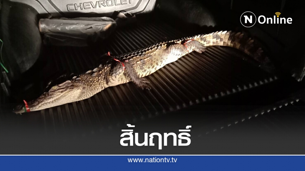 มือปราบชาละวัน ไล่ล่าจระเข้เหมืองเก่า