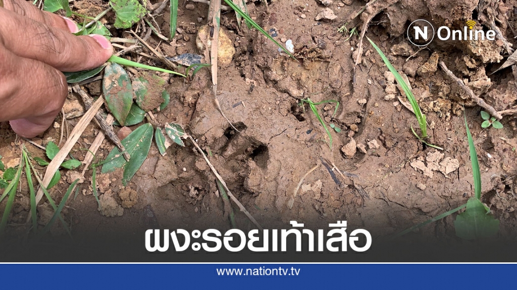 ตื่นรอยเท้าเสือแจ้งเจ้าหน้าที่ตรวจสอบ