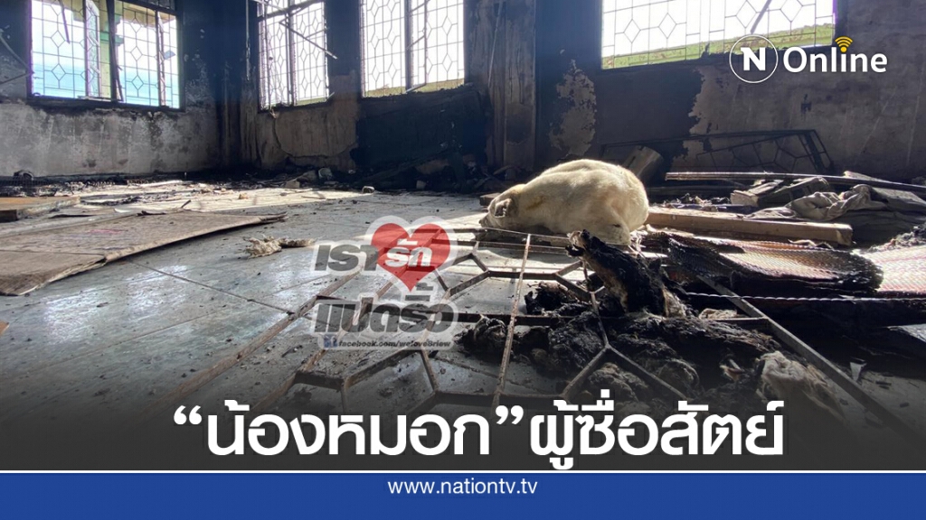 เปิดวีรกรรม "น้องหมอก" เจ้าตูบสุดซื่อสัตย์ของ คุณยาย ที่เสียชีวิตจากระเบิดบางบ่อ