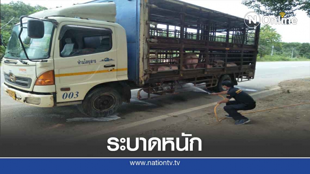 "พีอาร์อาร์เอส"ระบาดน่าน-หมูตายเพียบ