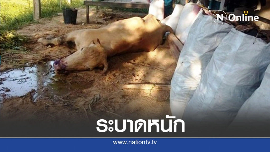 ปากเท้าเปื่อยระบาดวัวตายแล้ว 10 ตัว