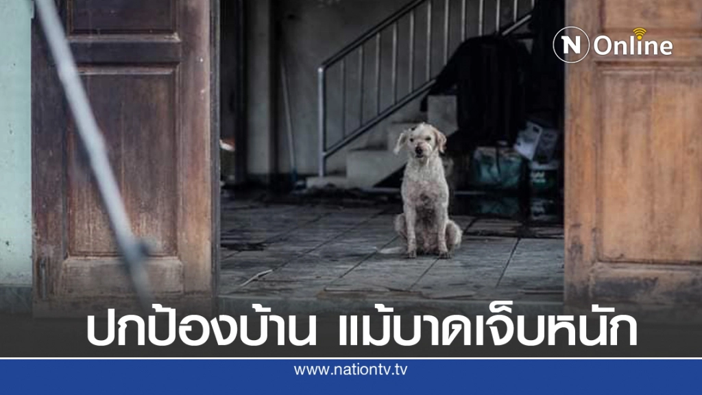 น้องหมาเฝ้าบ้าน ไม่ยอมหนี แม้บาดเจ็บสาหัส หลังเกิดเหตุท่อแก๊สระเบิดบางบ่อ