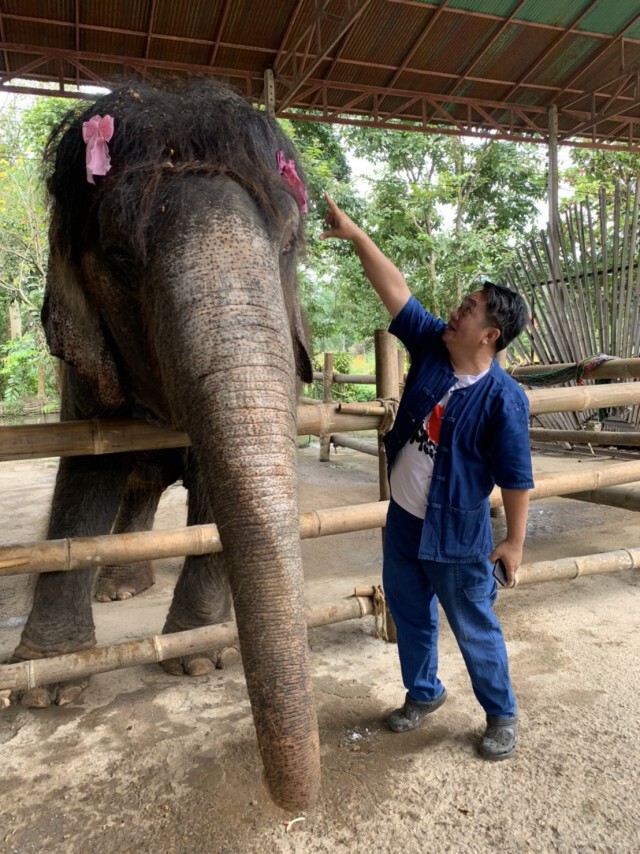 นักท่องเที่ยวแห่เซลฟี่ "คุณยายบุญมา"ช้างขวัญใจคนไทย