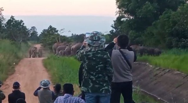 กู้ภัยเร่งค้นหา หนูน้อยวัย 6 ขวบ ฝ่าวงล้อมช้างป่ากว่า 30 เชือก