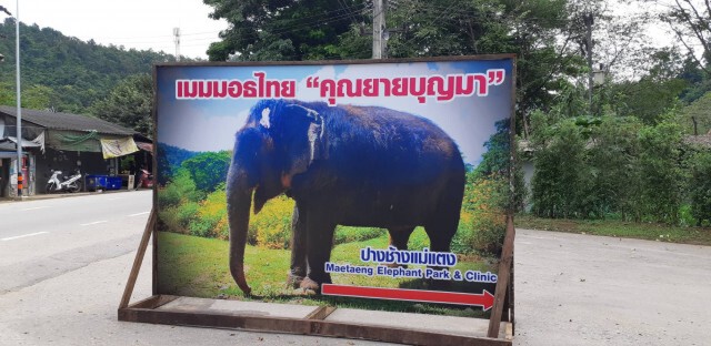 นักท่องเที่ยวแห่เซลฟี่ "คุณยายบุญมา"ช้างขวัญใจคนไทย