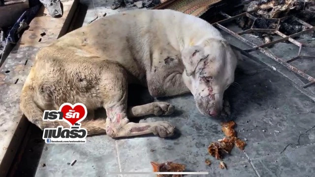 เปิดวีรกรรม "น้องหมอก" เจ้าตูบสุดซื่อสัตย์ของ คุณยาย ที่เสียชีวิตจากระเบิดบางบ่อ