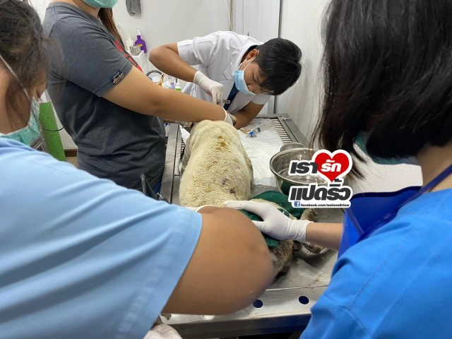 เปิดวีรกรรม "น้องหมอก" เจ้าตูบสุดซื่อสัตย์ของ คุณยาย ที่เสียชีวิตจากระเบิดบางบ่อ