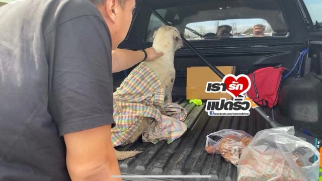 เปิดวีรกรรม "น้องหมอก" เจ้าตูบสุดซื่อสัตย์ของ คุณยาย ที่เสียชีวิตจากระเบิดบางบ่อ