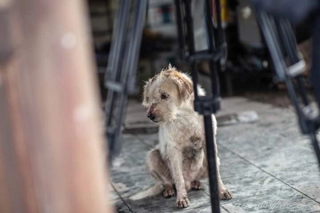 น้องหมาเฝ้าบ้าน ไม่ยอมหนี แม้บาดเจ็บสาหัส หลังเกิดเหตุท่อแก๊สระเบิดบางบ่อ