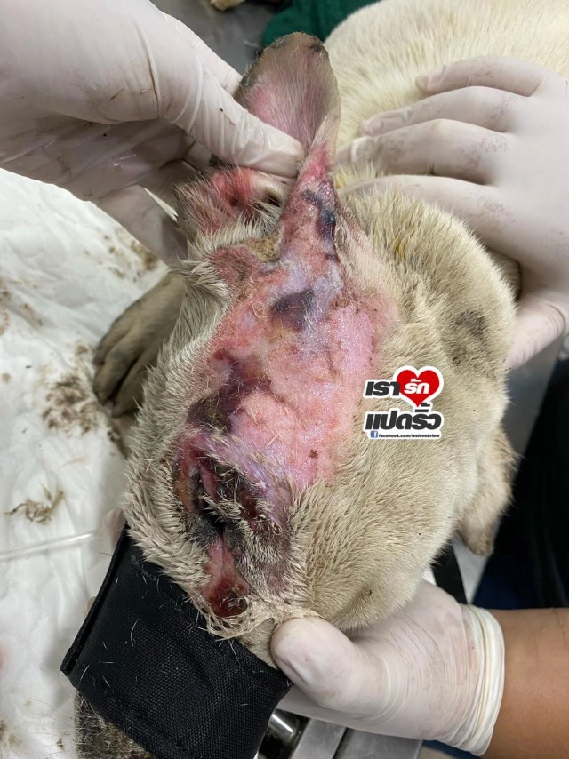 "จ๊ะ อาร์สยาม" ขอจ่ายค่ารักษา "น้องหมอก" สุนัขผู้ซื่อสัตย์ เหตุท่อก๊าซระเบิด