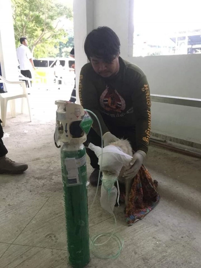 น้องหมาเฝ้าบ้าน ไม่ยอมหนี แม้บาดเจ็บสาหัส หลังเกิดเหตุท่อแก๊สระเบิดบางบ่อ