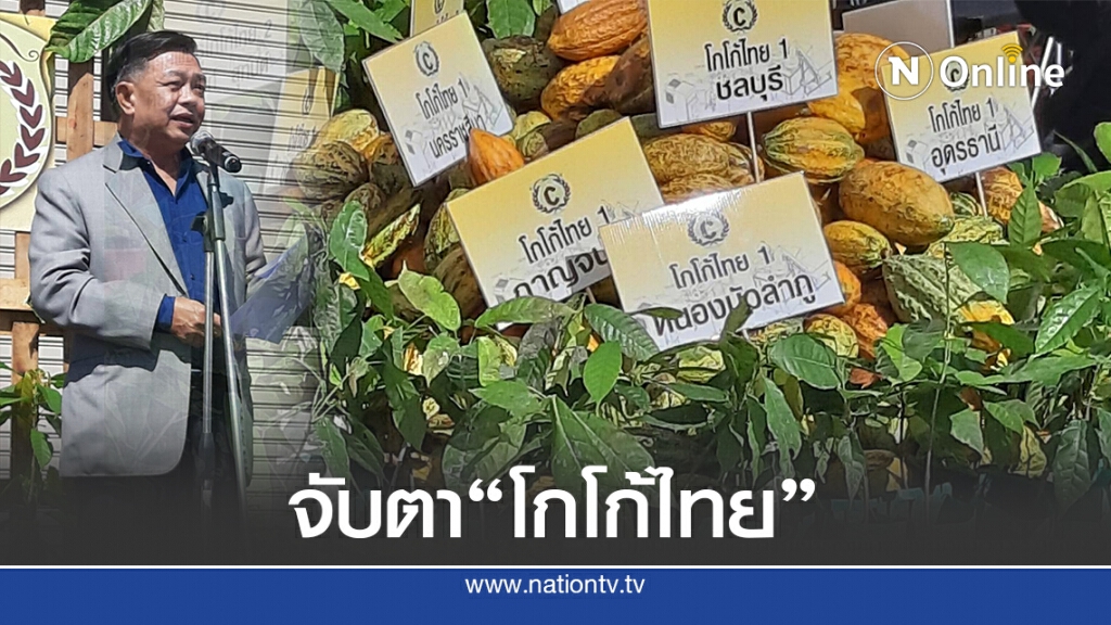จับตาพืชเศรษฐกิจตัวใหม่ "โกโก้ไทย"