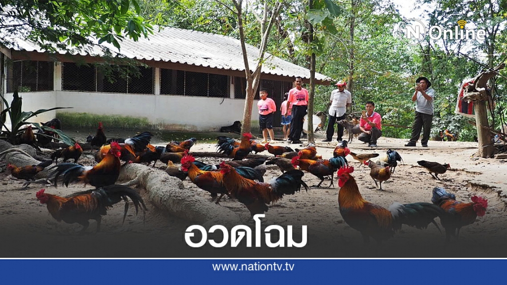 ไก่ป่านับพันตัวอวดโฉมนักท่องเที่ยว