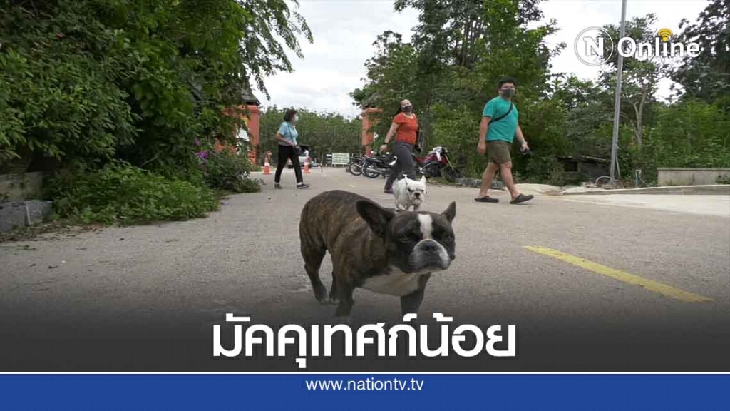 "เจ้าตูบ"มัคคุเทศก์น้อยแห่งดอยพระฌาน