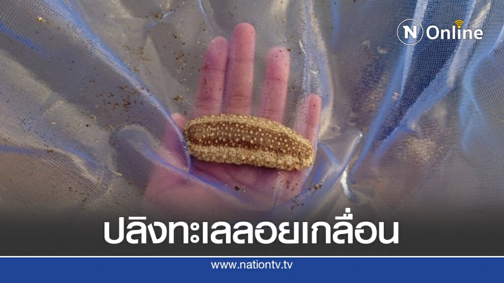 กรมทะเลเร่งตรวจสอบ "ปลิงทะเล" ลอยเกลื่อนหาดจันทบุรี กรมทะเลเร่งตรวจสอบ "ปลิงทะเล" ลอยเกลื่อนหาดจันทบุรี