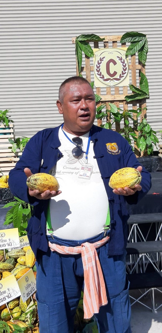 จับตาพืชเศรษฐกิจตัวใหม่ "โกโก้ไทย"