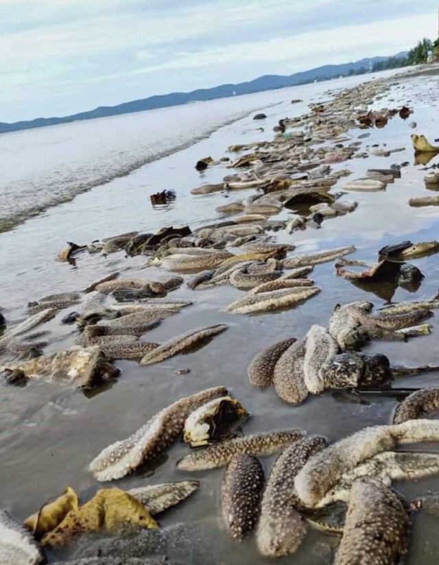 กรมทะเลเร่งตรวจสอบ "ปลิงทะเล" ลอยเกลื่อนหาดจันทบุรี