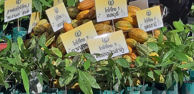 จับตาพืชเศรษฐกิจตัวใหม่ "โกโก้ไทย"