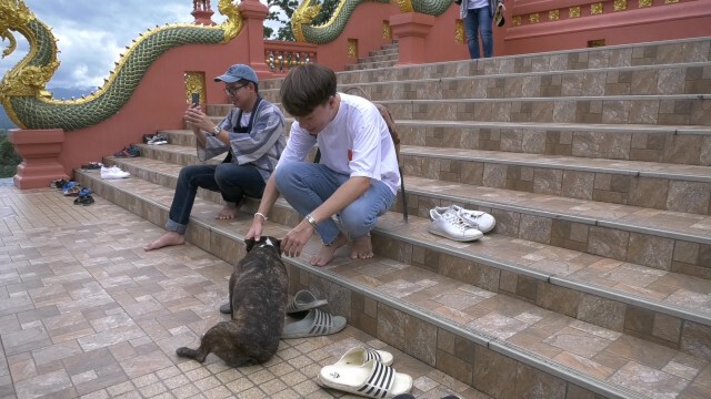 "เจ้าตูบ"มัคคุเทศก์น้อยแห่งดอยพระฌาน