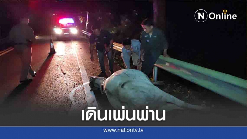 ปล่อยเดินเพ่นพ่าน-ชนแม่วัวท้องแก่ 2 ตัวดับ ปล่อยเดินเพ่นพ่าน-ชนแม่วัวท้องแก่ 2 ตัวดับ