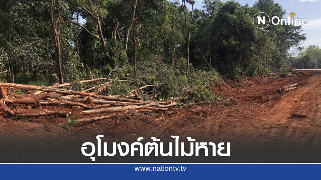 ชาวบ้านสุดเสียดายสร้างถนนทำลายอุโมงค์ต้นไม้ ชาวบ้านสุดเสียดายสร้างถนนทำลายอุโมงค์ต้นไม้
