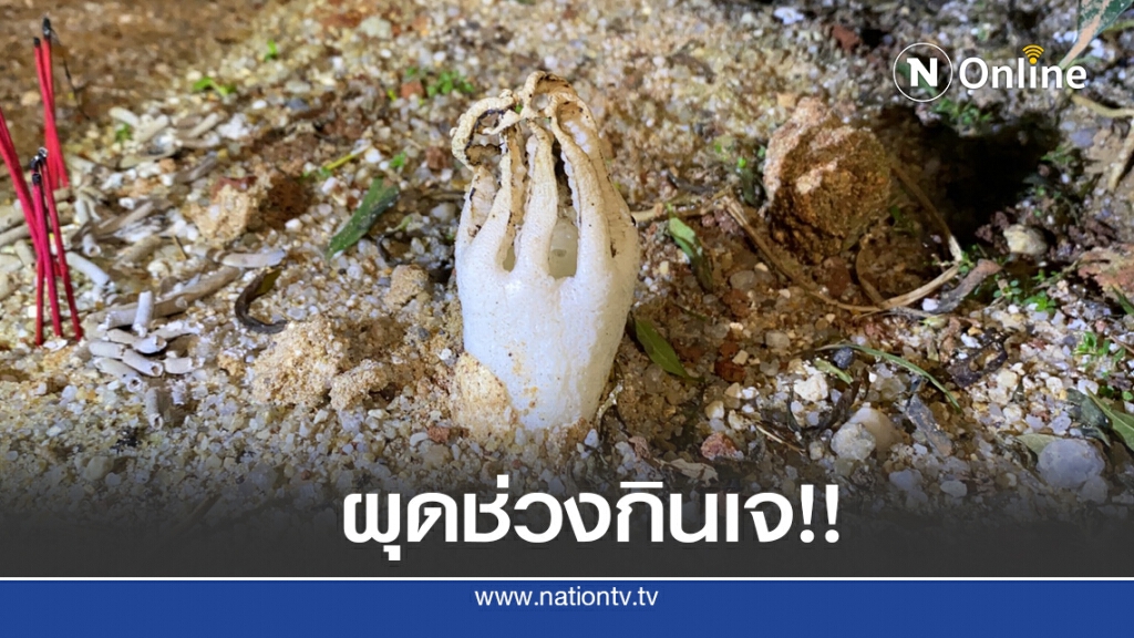 "เห็ดมือผี" หายากอันดับ 2 ของโลก โผล่เมืองตรัง