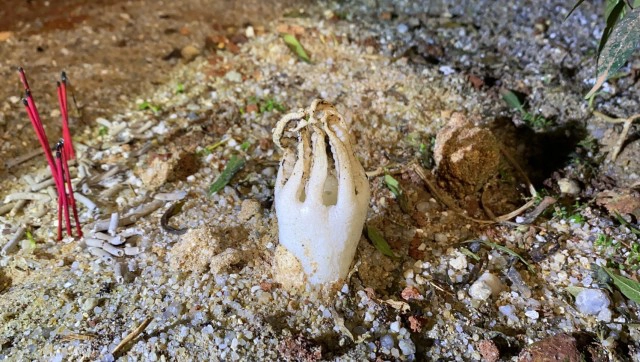 "เห็ดมือผี" หายากอันดับ 2 ของโลก โผล่เมืองตรัง