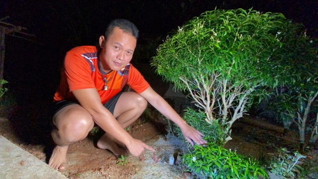 "เห็ดมือผี" หายากอันดับ 2 ของโลก โผล่เมืองตรัง