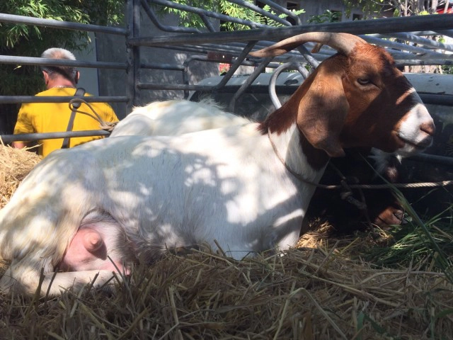 ฮือฮา! งานแต่งลูกสาวอาจารย์สักยันต์ชื่อดังของจังหวัดอ่างทอง