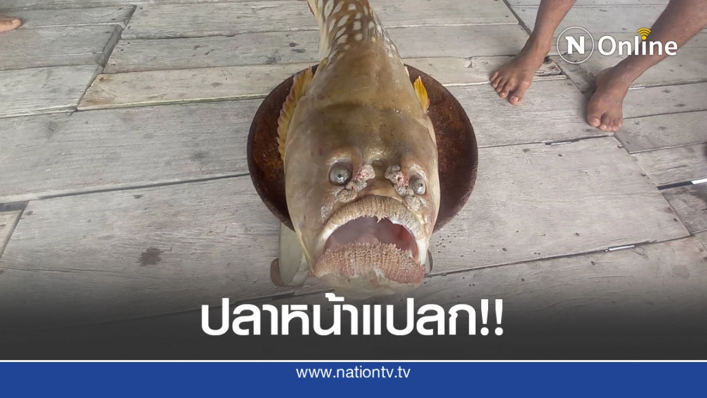 พบปลาประหลาดหน้าคล้ายคน