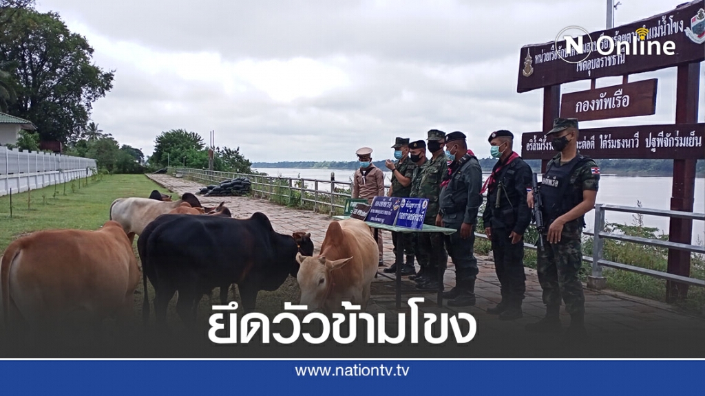 ทหารเรือยึดโค7ตัวลอบนำข้ามโขงจากลาว ทหารเรือยึดโค7ตัวลอบนำข้ามโขงจากลาว