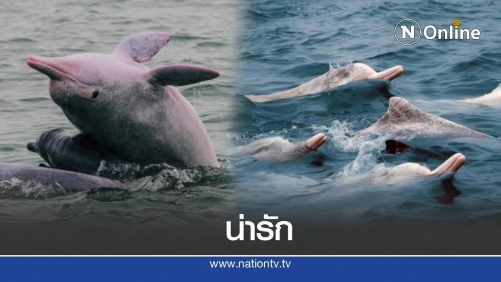 เปิดภาพ "โลมาสีชมพู " เล่นน้ำในท้องทะเล