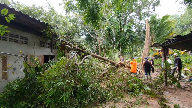 พายุฝนถล่ม ต้นไม้ล้มทับบ้าน