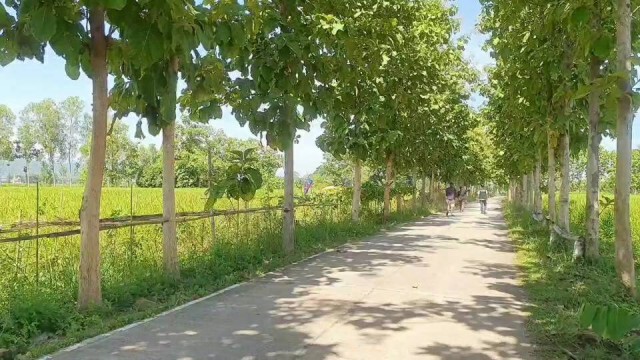 ชวนลอดอุโมงค์ต้นสักรับลมหนาว