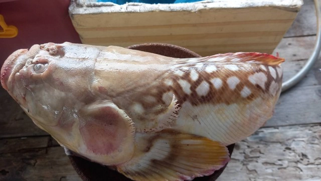 พบปลาประหลาดหน้าคล้ายคน