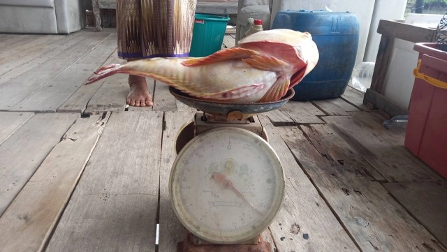 พบปลาประหลาดหน้าคล้ายคน