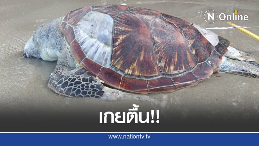 พบซากเต่าตนุเกยตื้นคาดป่วย พบซากเต่าตนุเกยตื้นคาดป่วย