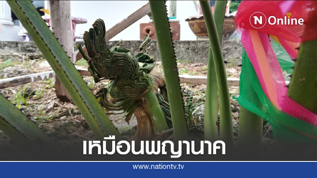 ฮือฮาใบลานกลางหมู่บ้านเป็นรูปพญานาค