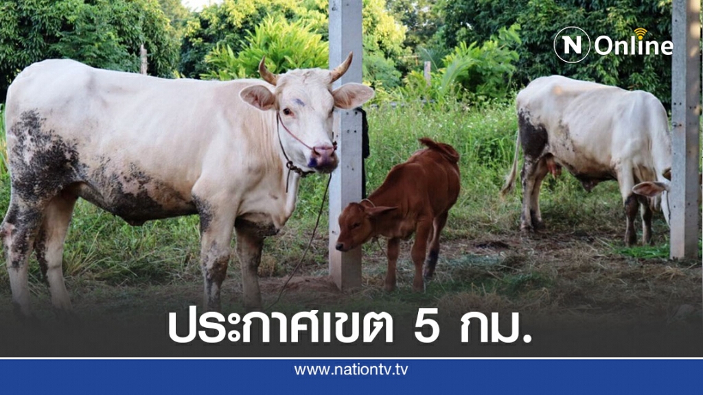 โรคปากเท้าเปื่อยระบาดวัวควายตายอื้อ โรคปากเท้าเปื่อยระบาดวัวควายตายอื้อ
