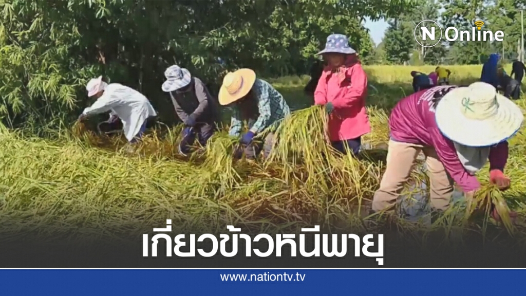 ชาวนาศรีสะเกษเร่งเกี่ยวข้าวหนีพายุโมลาเบ ชาวนาศรีสะเกษเร่งเกี่ยวข้าวหนีพายุโมลาเบ