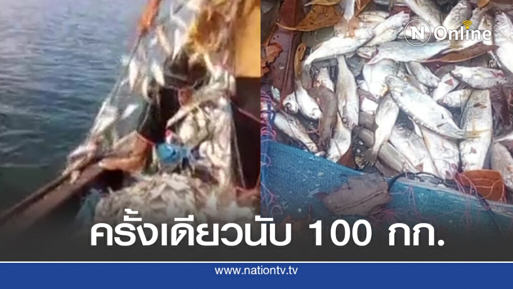 วางอวนครั้งเดียวได้ปลาเกือบ 100 กก. วางอวนครั้งเดียวได้ปลาเกือบ 100 กก.