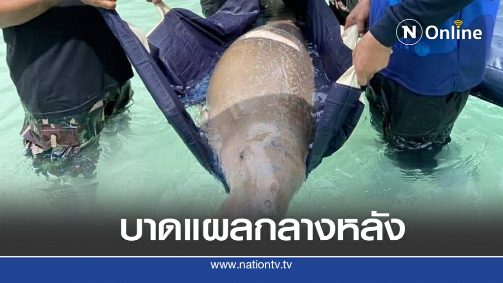 เศร้าอีก...พบพะยูนเกยตื้น ถูกใบพัดเรือเต็มกลางหลัง