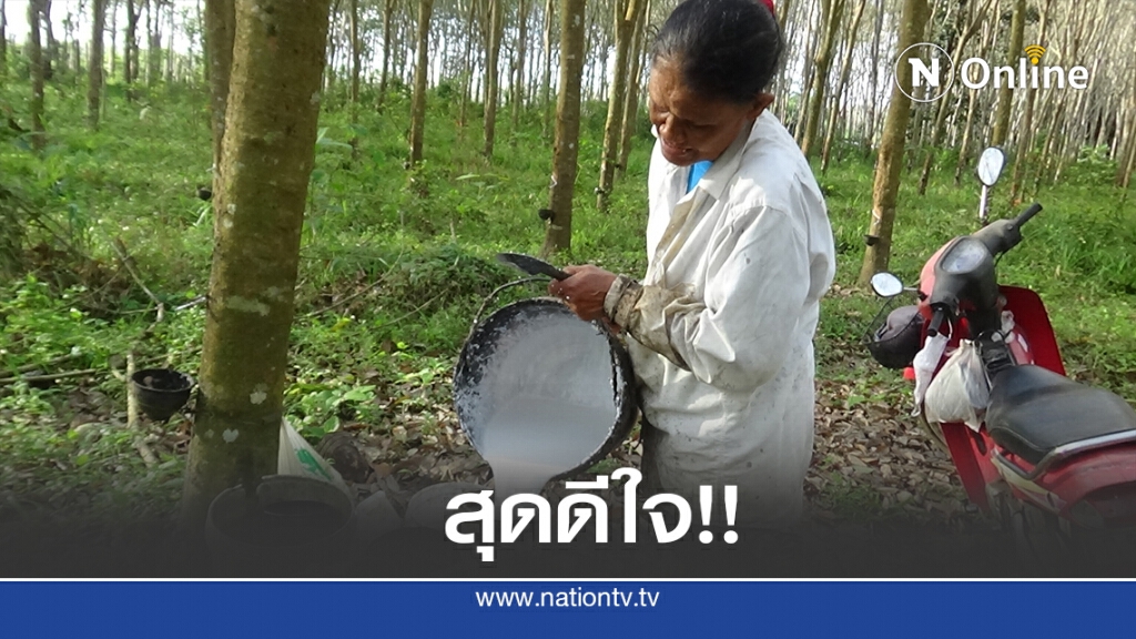 ชาวสวนยางดีใจราคายางพุ่งสูงขึ้น