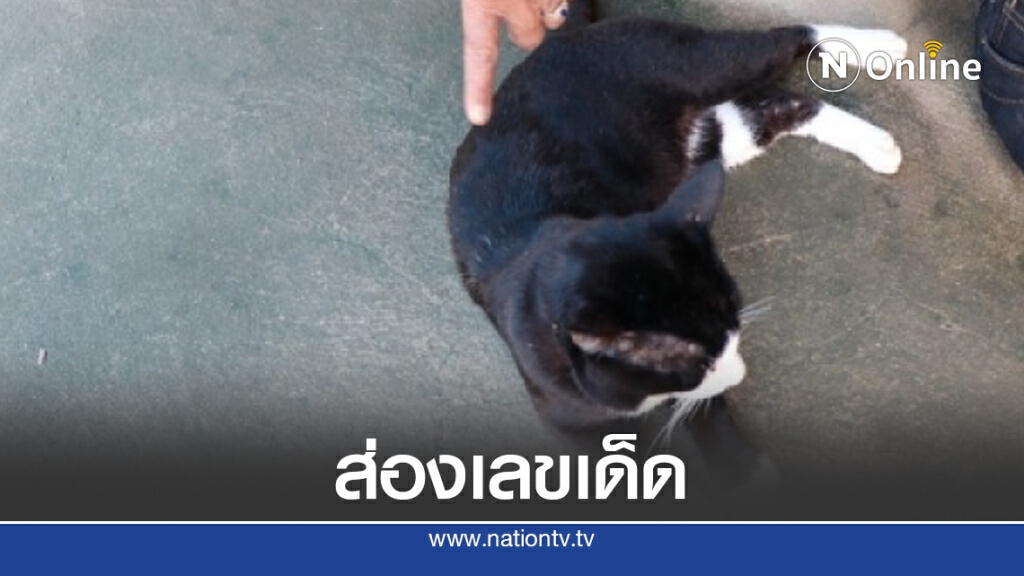ชาวบ้าน แห่ส่องเลขเด็ด "เจ้าโทน" แมวแม่ตะเคียน ใบ้หวยโด่งดัง