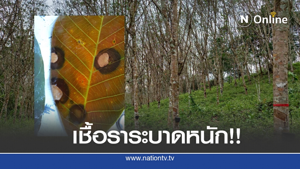 โรคใบร่วงยางพาราปีนี้เกิน 1 ล้านไร่