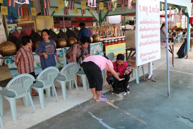 ชาวบ้าน แห่ส่องเลขเด็ด "เจ้าโทน" แมวแม่ตะเคียน ใบ้หวยโด่งดัง